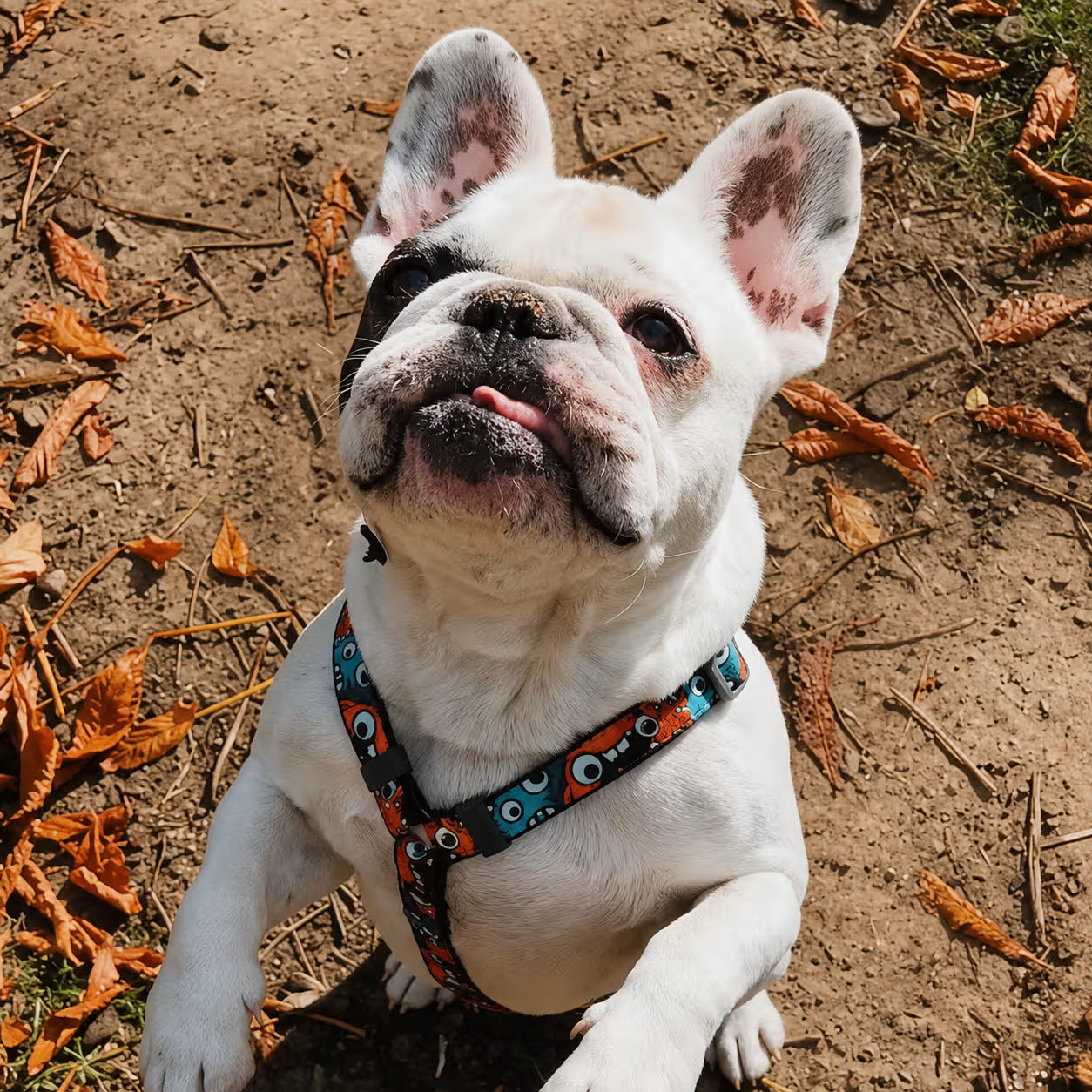 H-Harness Dog Harness with QR ID Tag – Monsters & Oranges Collection