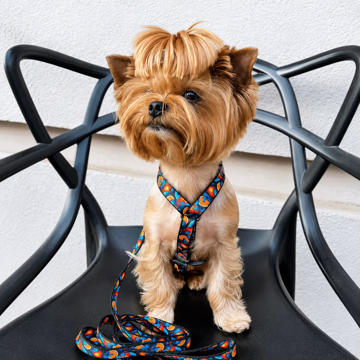 Nylon Dog Leash – Monsters & Oranges Collection