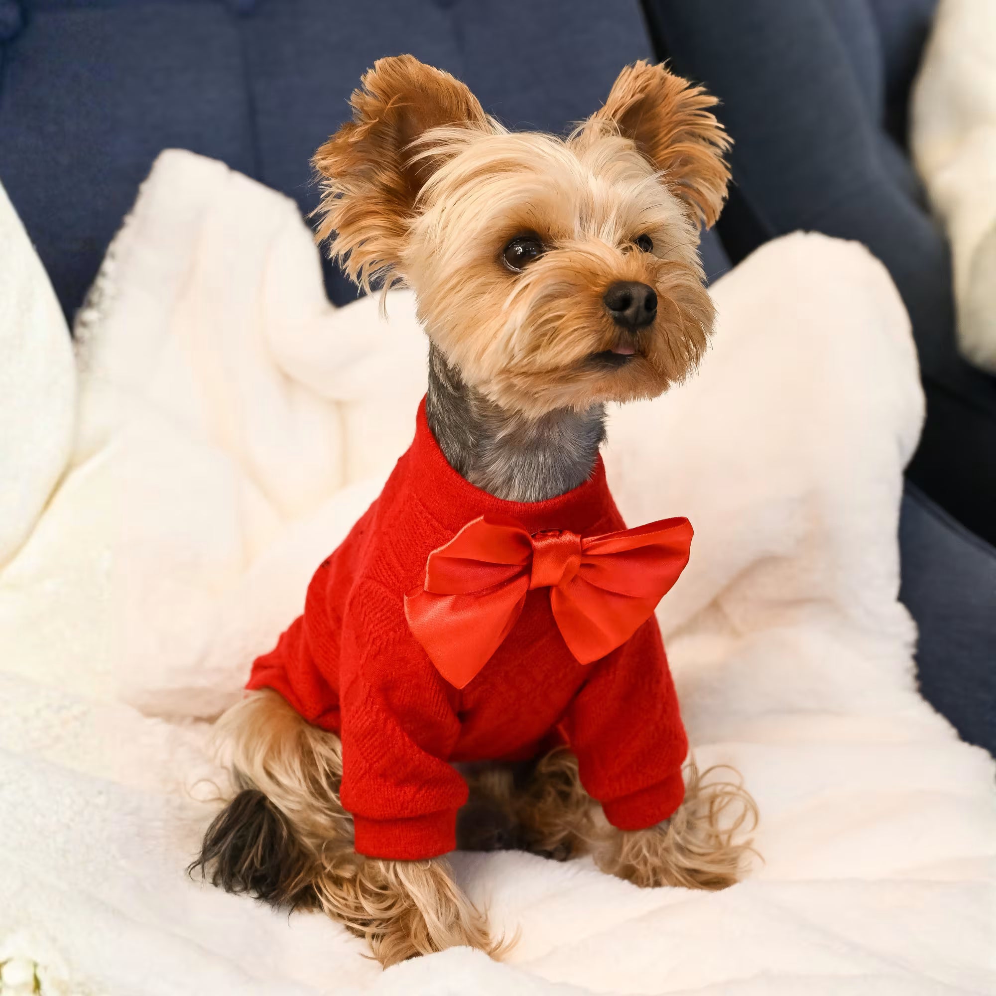 Charm Designer Dog Sweater