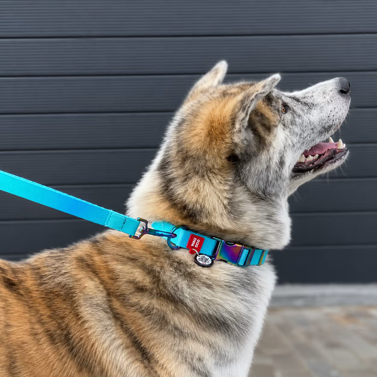 Gradient Eco Recycled Nylon Dog Leash
