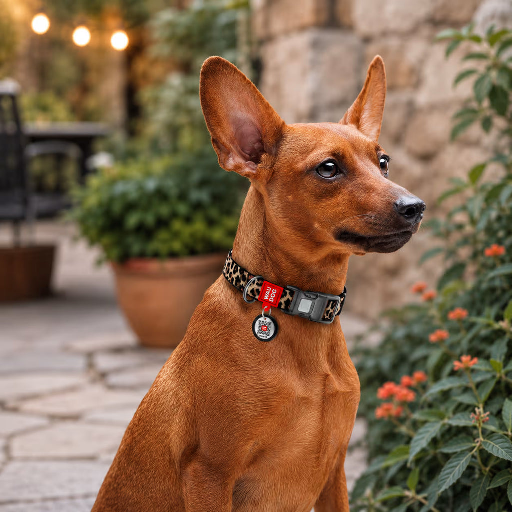 Nylon Dog Collar with Smart QR ID Tag - Leopard Collection
