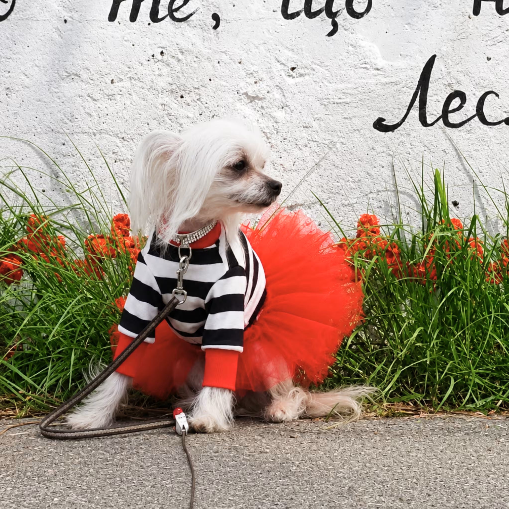 Tu-Tu Dog Dress – Soft Cotton Tulle Dress for Small Dogs