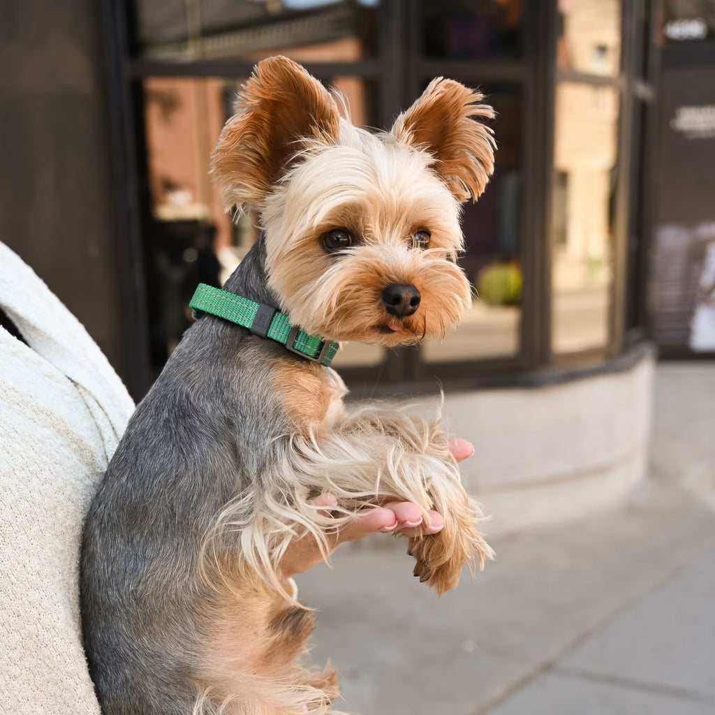 Mono Reflective Dog Collar with QR ID Tag