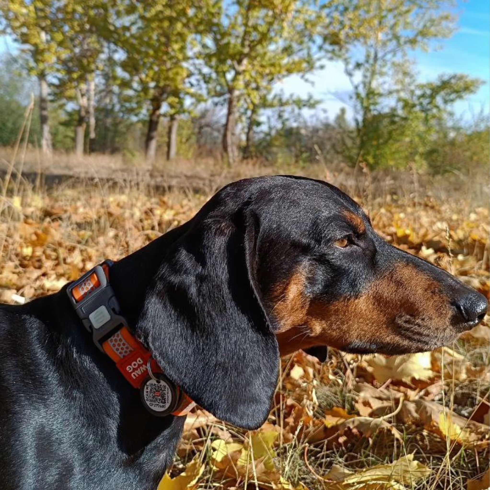 Waterproof Reflective Dog Collar with QR ID Tag