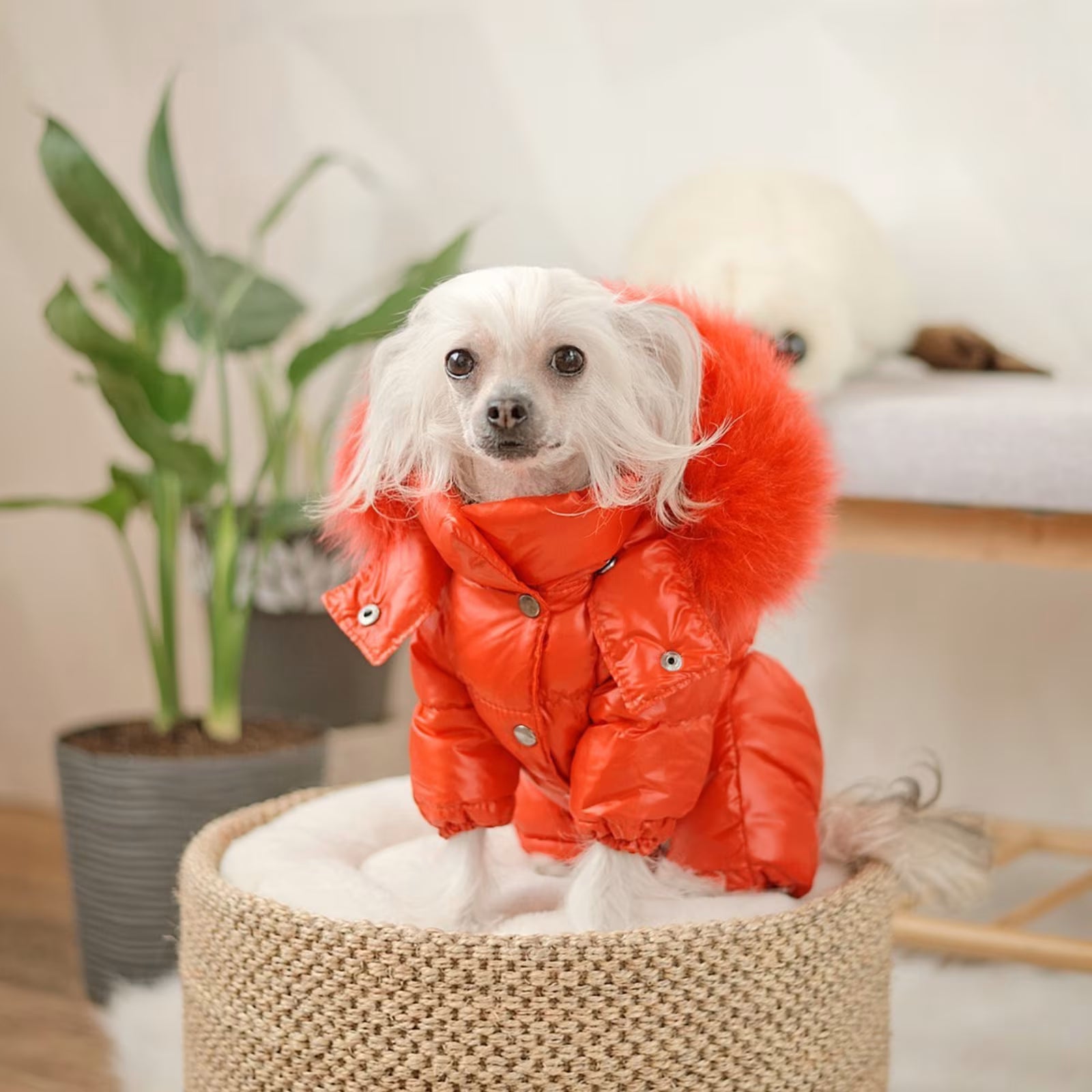Winter Dog Jumpsuit