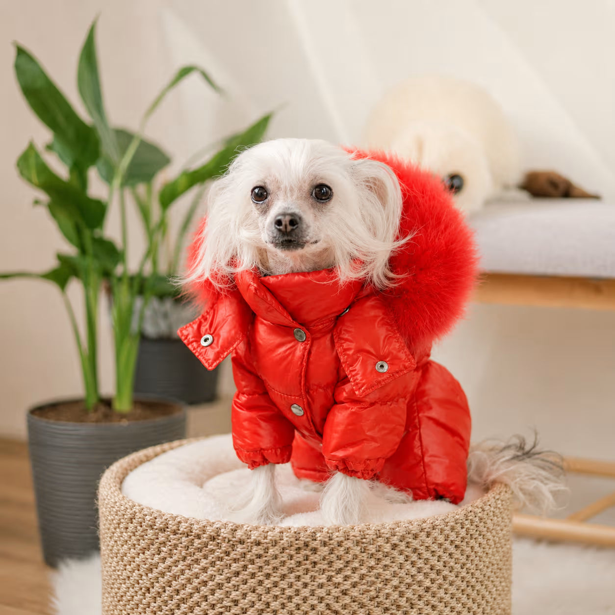 Winter Dog Jumpsuit