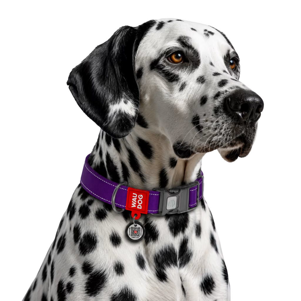 Mono Reflective Dog Collar with QR ID Tag