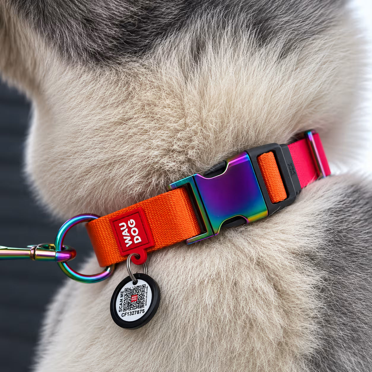 Gradient Recycled Nylon Dog Collar with QR Passport