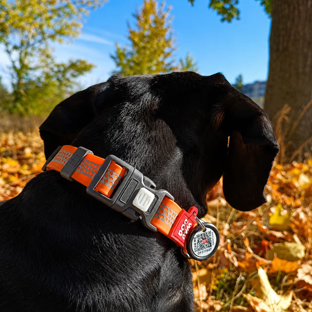 Collier de chien imperméable réfléchissant avec identification QR