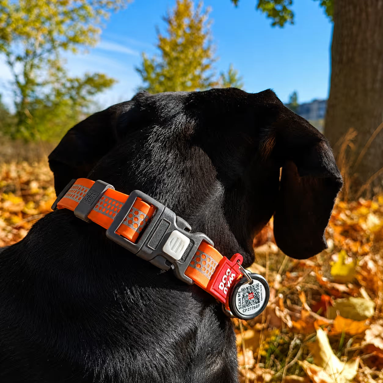 Collier de chien imperméable réfléchissant avec identification QR