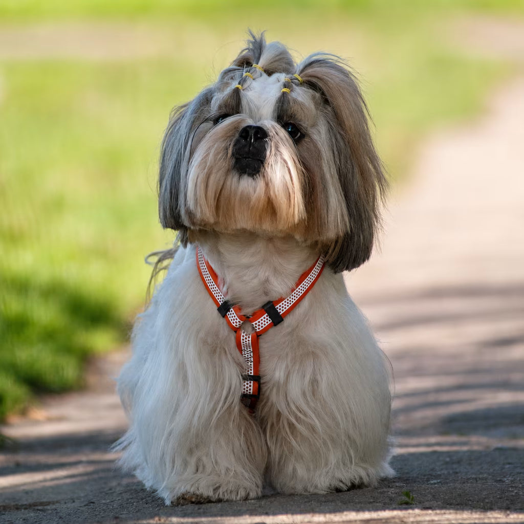 Waterproof Reflective Dog Harness with QR ID Tag