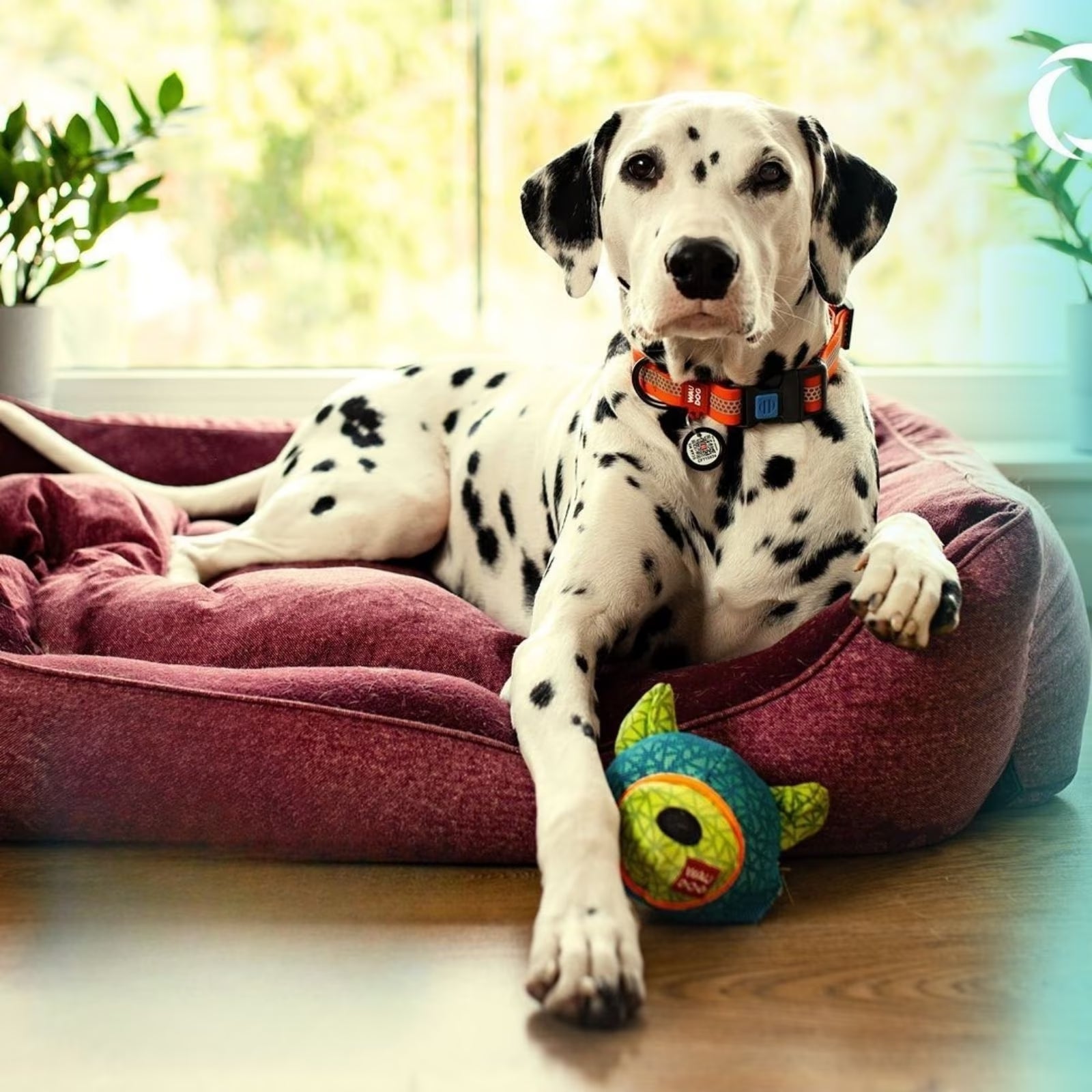 Waterproof Reflective Dog Collar & Leash Set with QR ID Tag