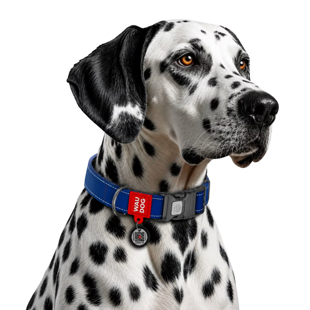 Mono Reflective Dog Collar with QR ID Tag
