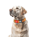 Waterproof Reflective Dog Collar with QR ID Tag
