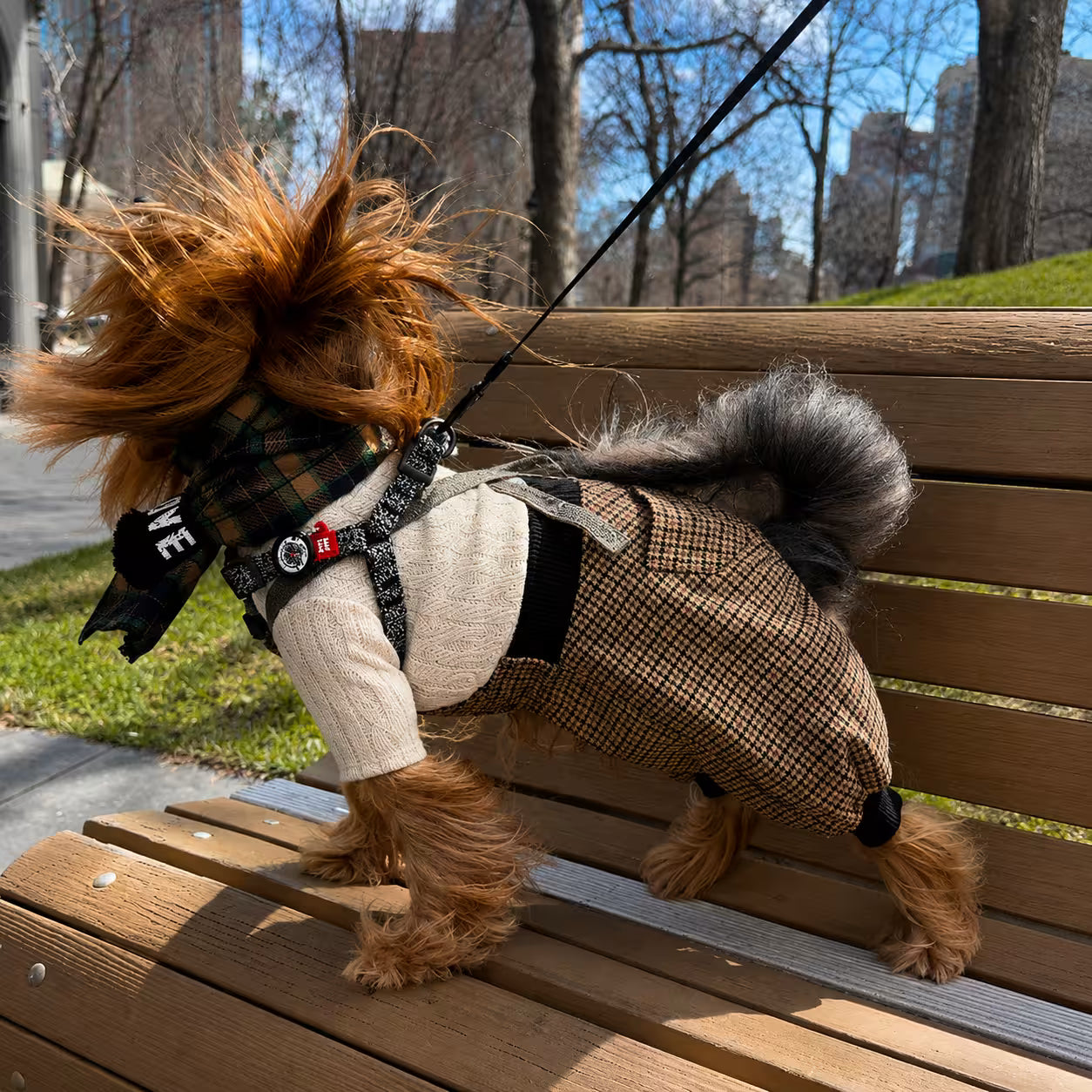 Scotsdog Wool Dog Pants