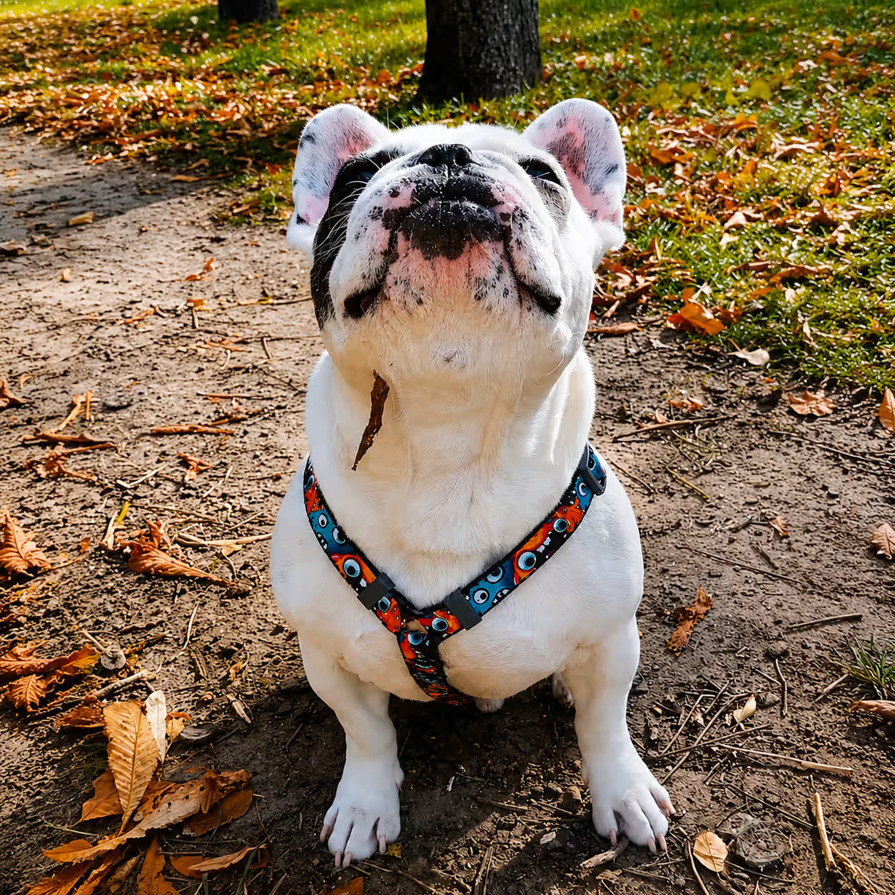 H-Harness Dog Harness with QR ID Tag – Monsters & Oranges Collection