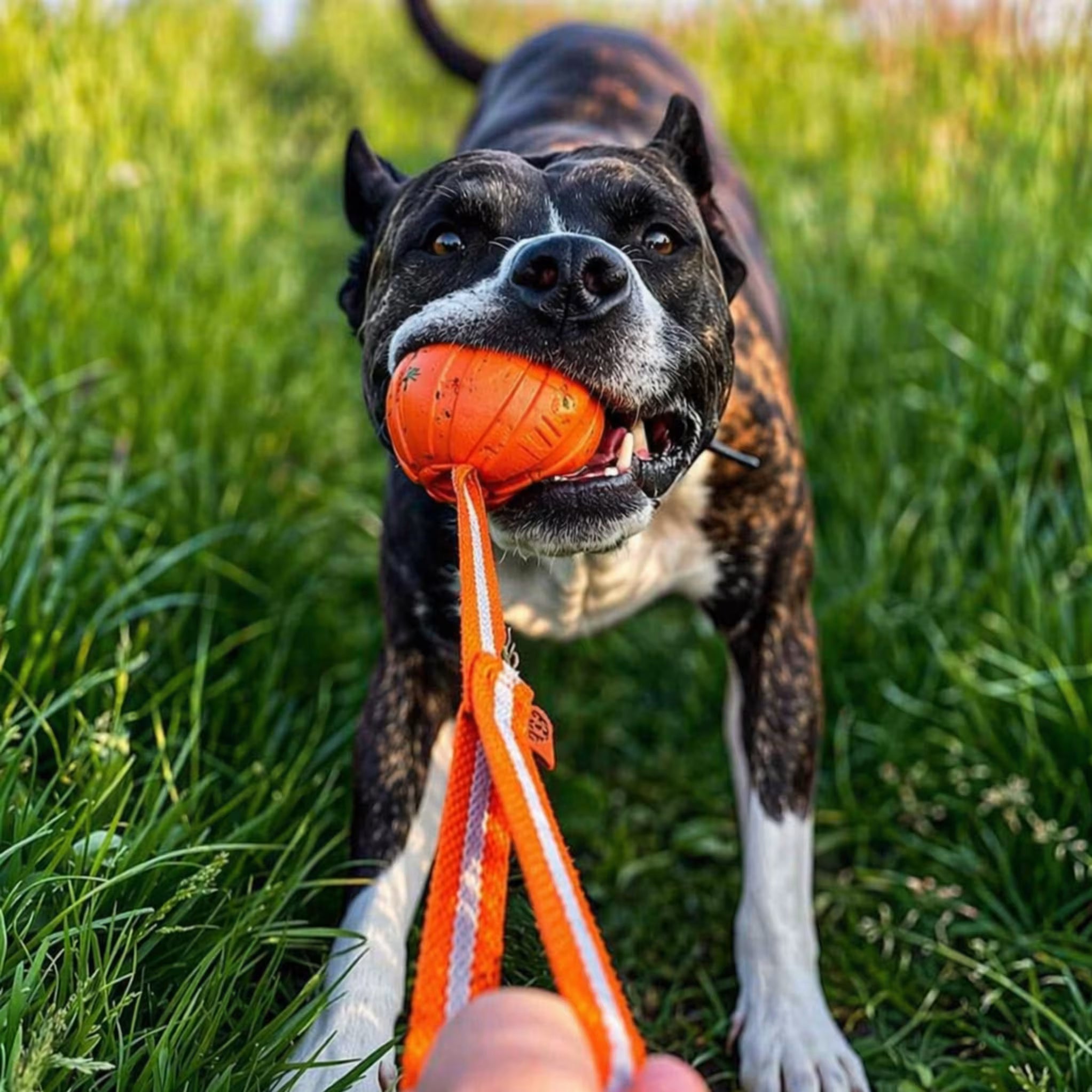 LIKER Line Dog Ball with Long Rope