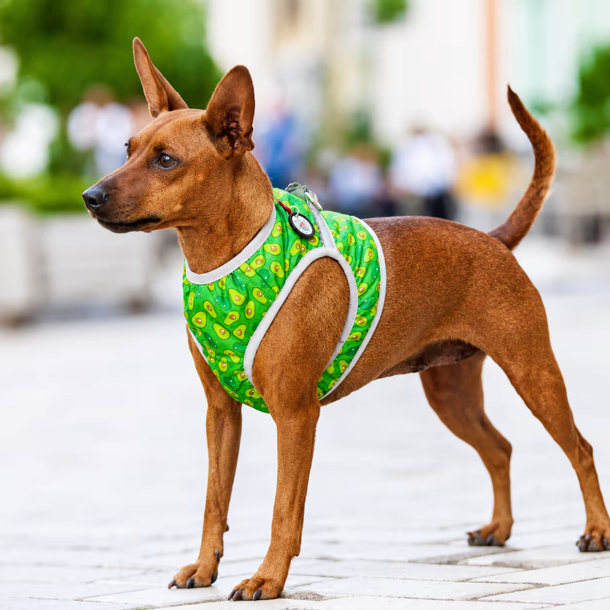 Soft Dog Harness Vest with Smart QR ID Tag - Avocado&Donuts Collection