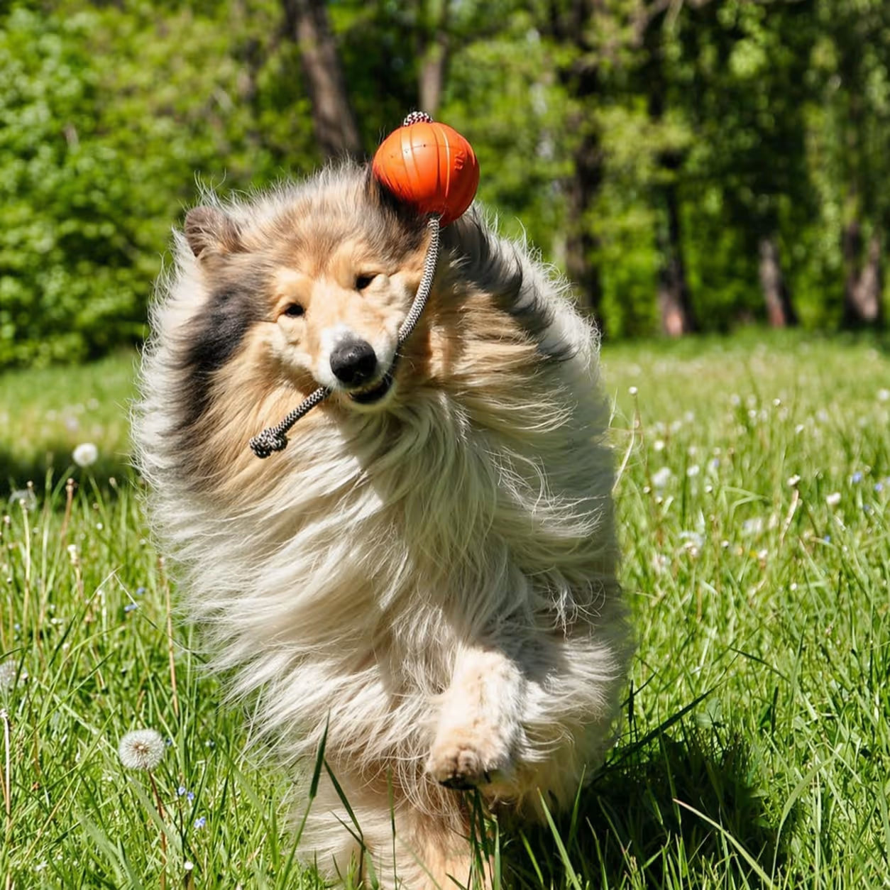 LIKER Cord – Dog Ball with Rope Toy