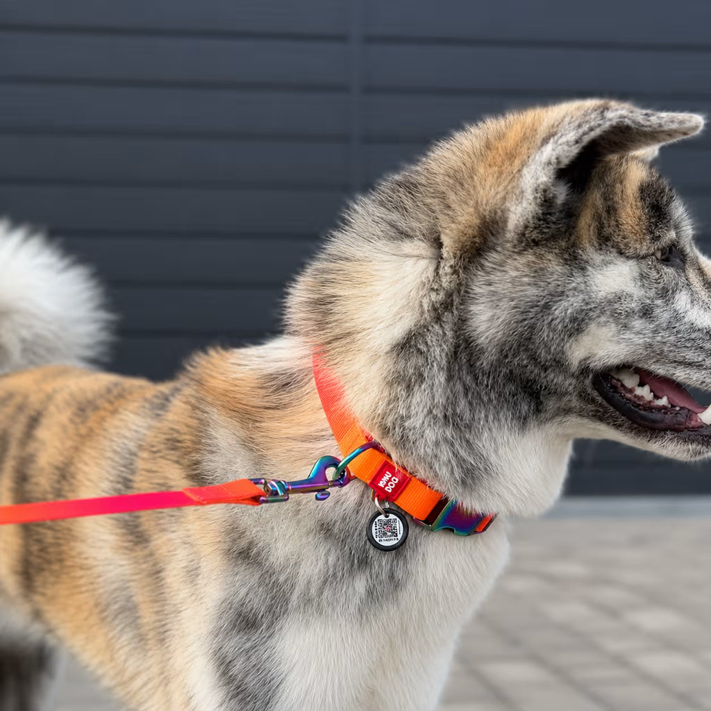 Gradient Eco Recycled Nylon Dog Leash