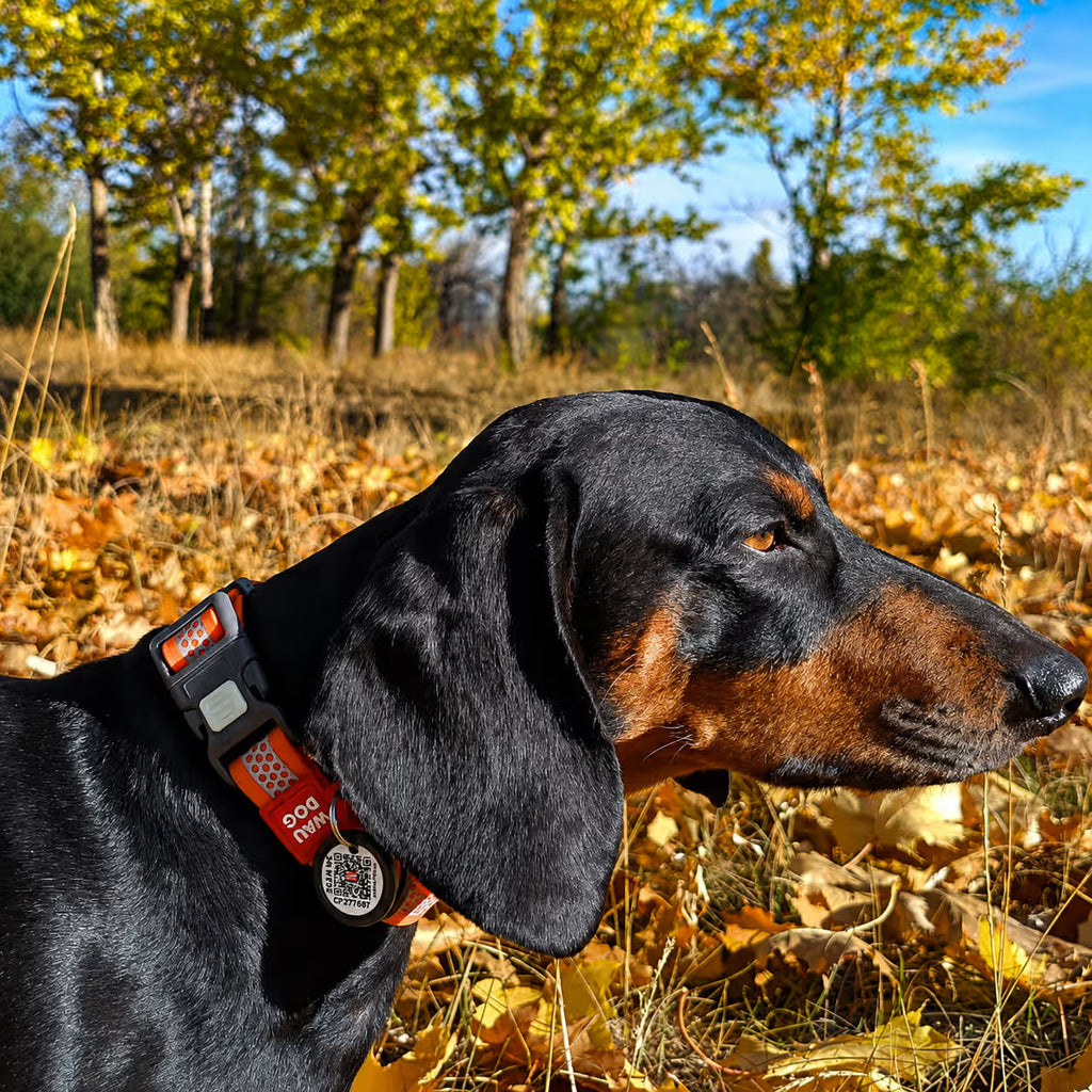 Collier de chien imperméable réfléchissant avec identification QR