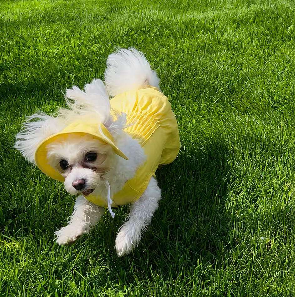 Combinaison légère d'été pour chien