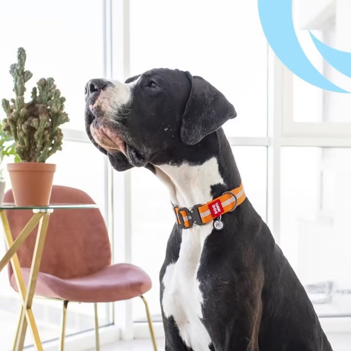 Waterproof Reflective Dog Collar & Leash Set with QR ID Tag