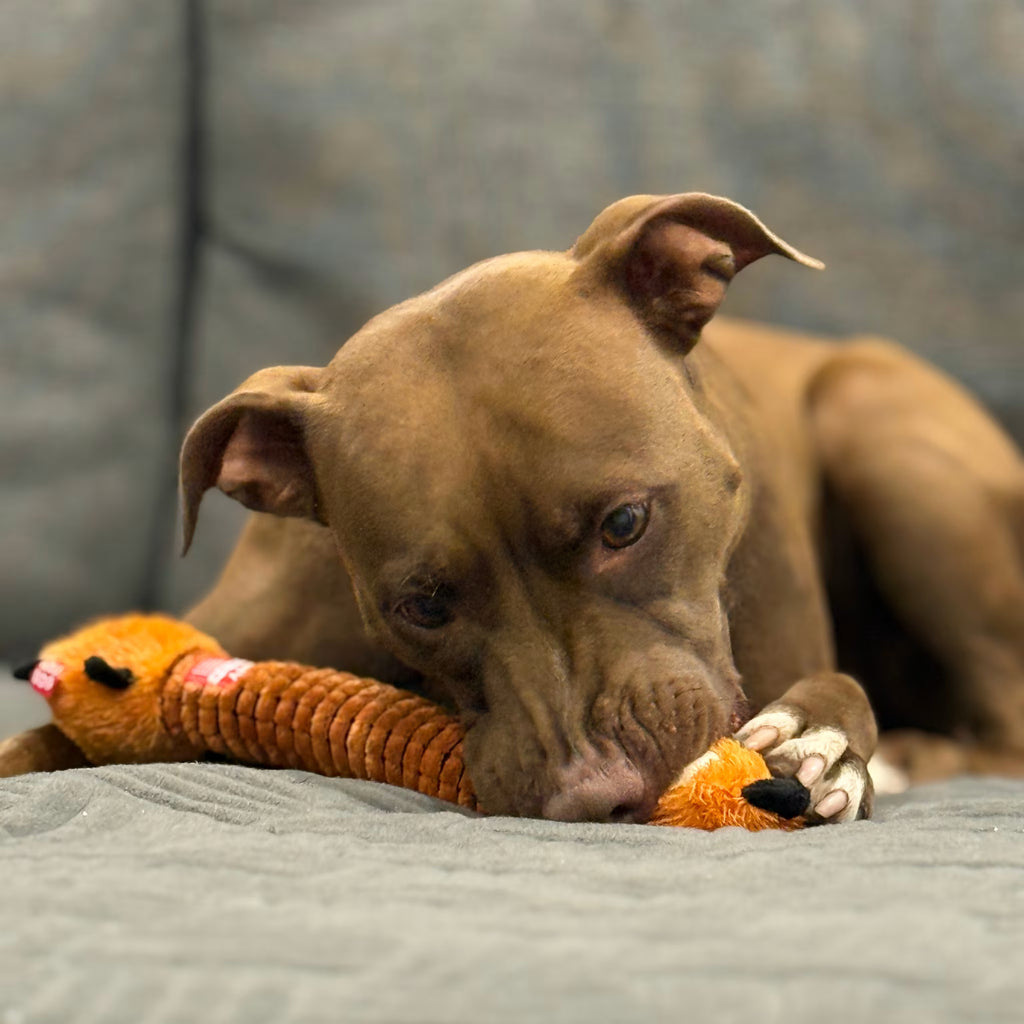 Crunchy Dog Toy - Interactive Play with Fun Crunch Sound