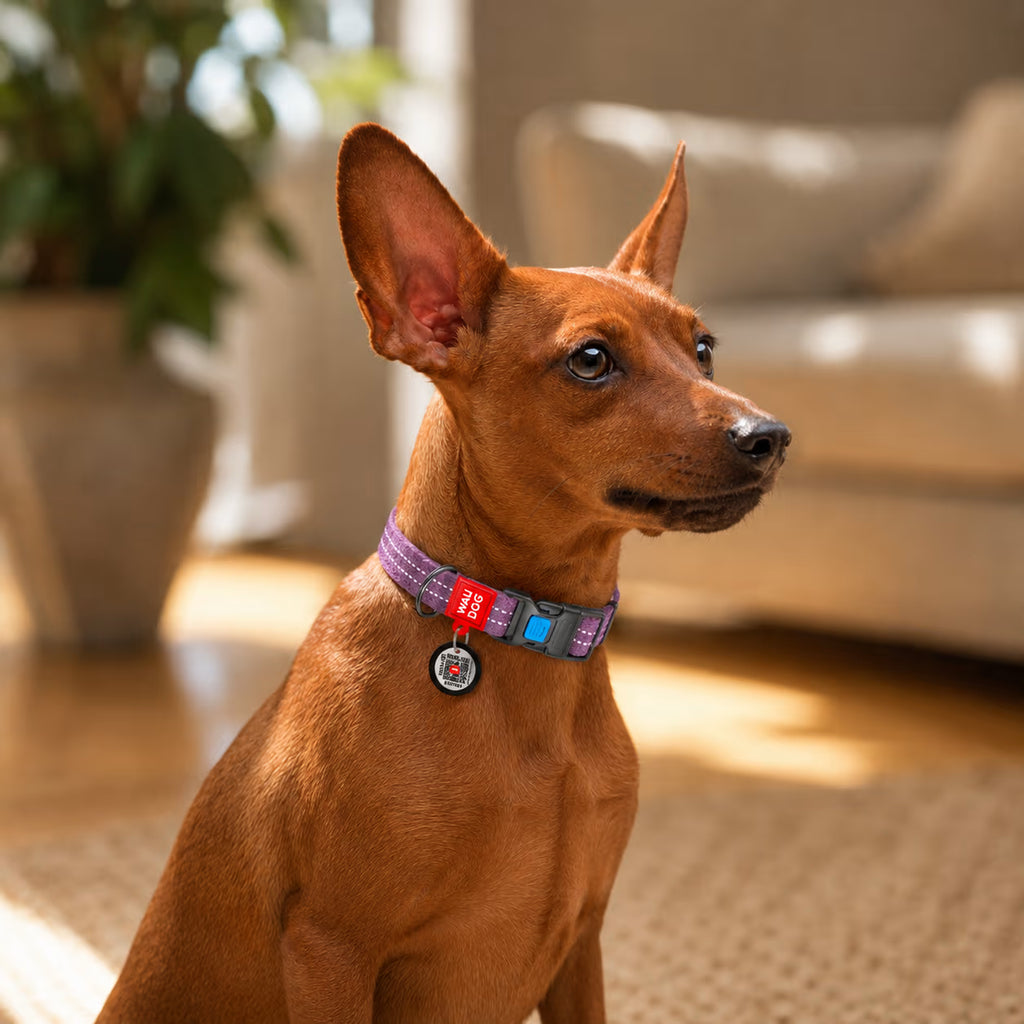Eco Cotton Dog Collar - with Smart QR ID Tag