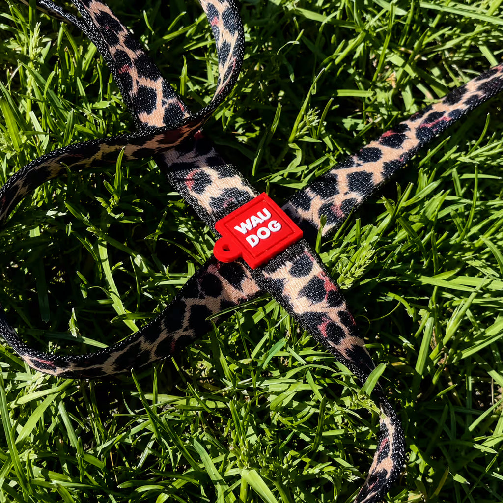 Nylon Dog Leash - Leopard Collection