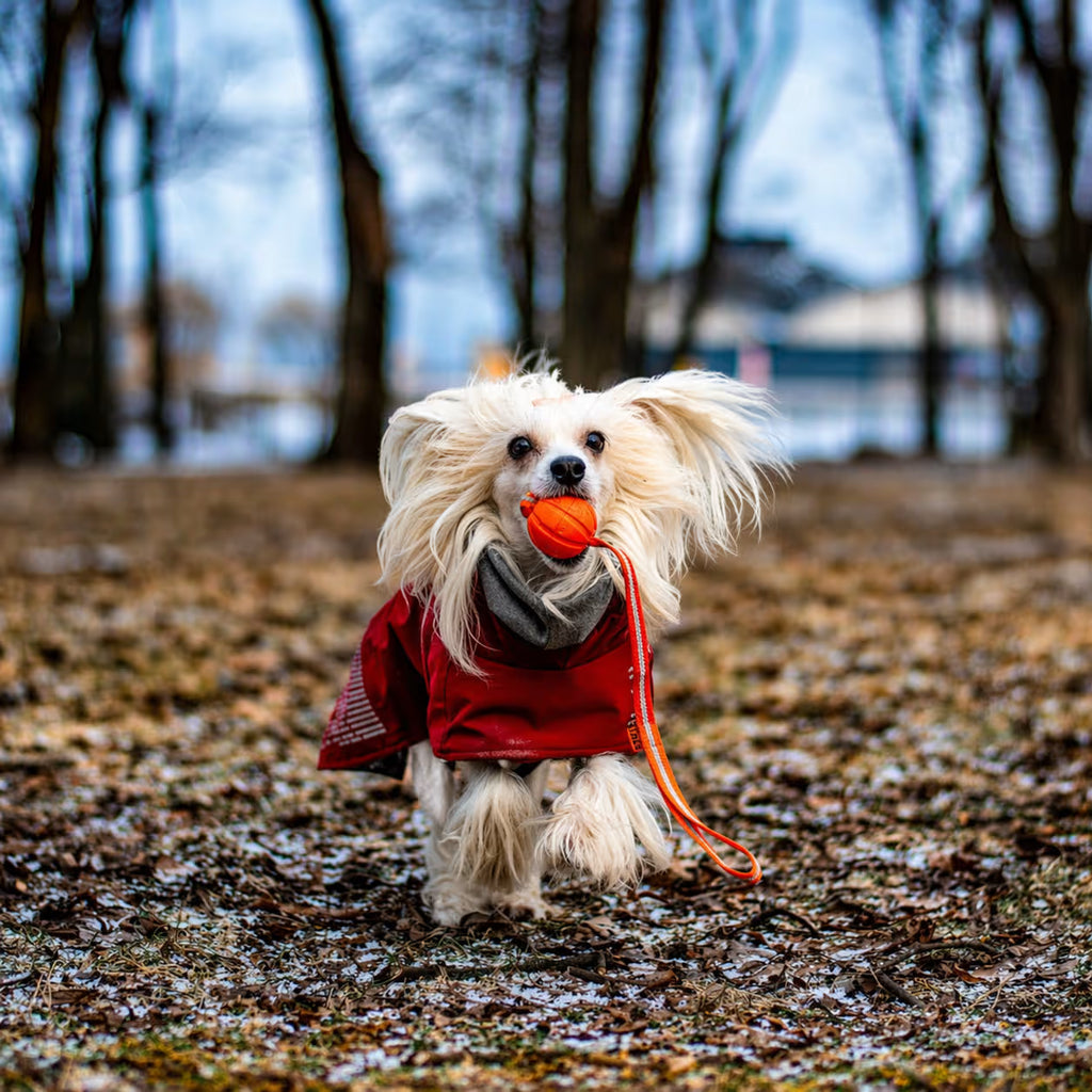 LIKER Line Dog Ball with Long Rope