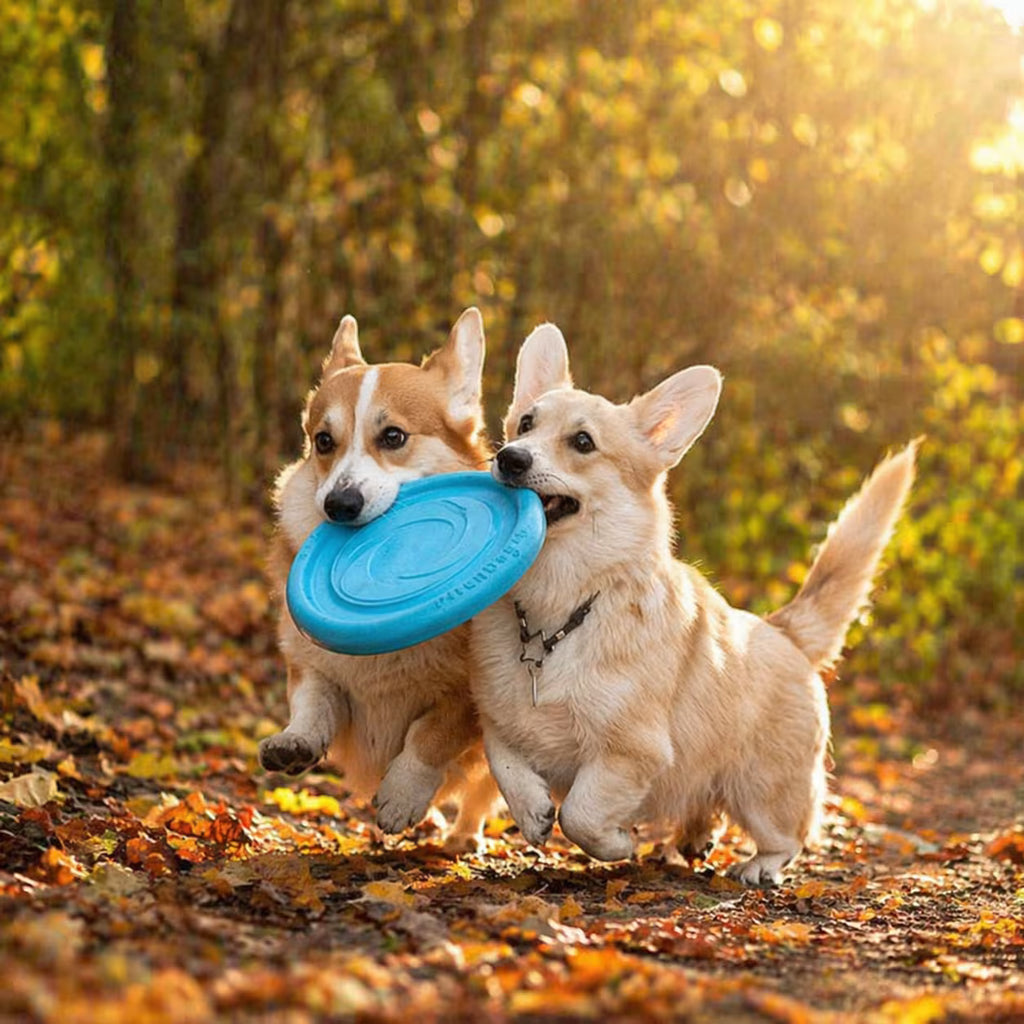 PitchDog Floating Flying Disc for Dogs