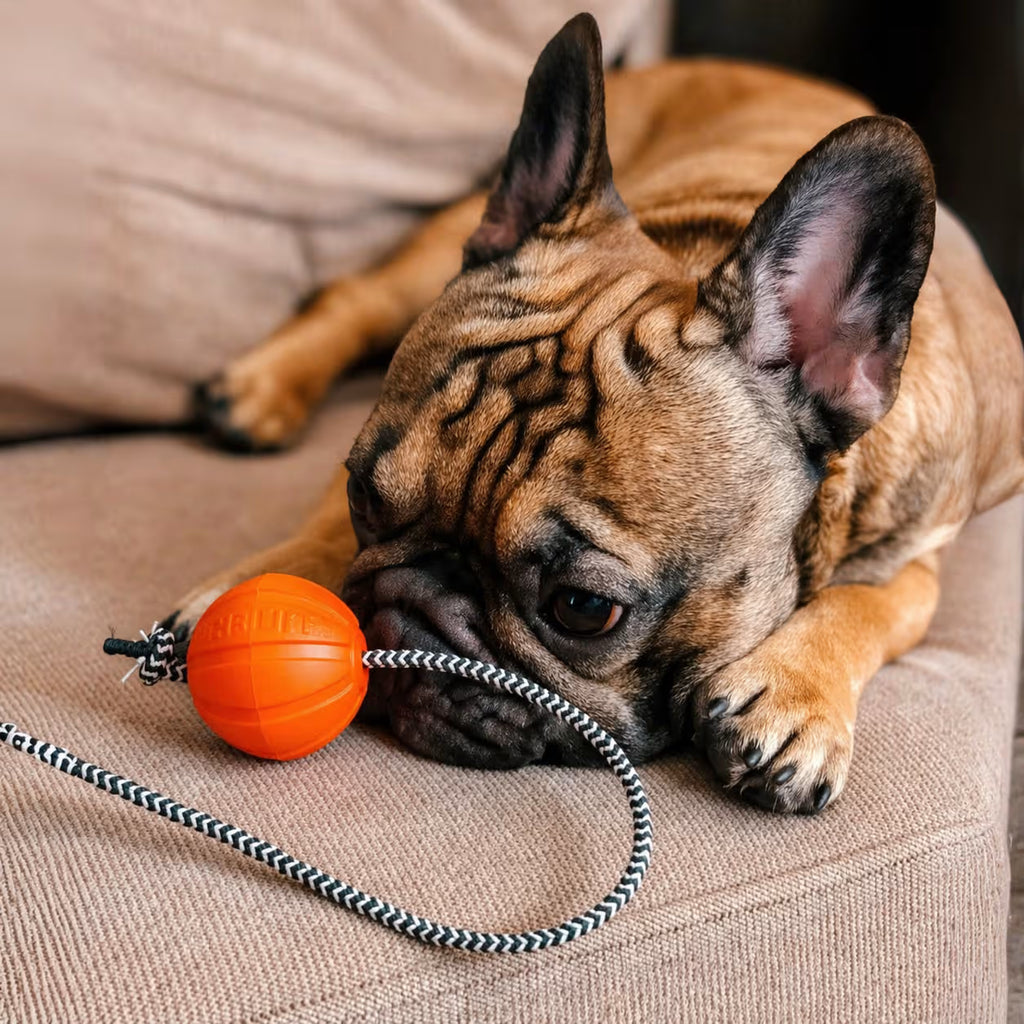 LIKER Cord – Dog Ball with Rope Toy