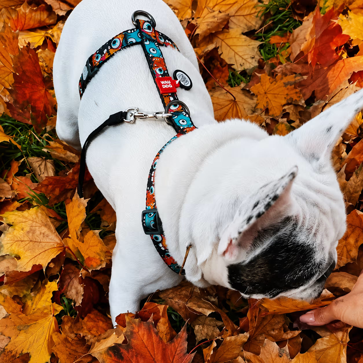 H-Harness Dog Harness with QR ID Tag – Monsters & Oranges Collection