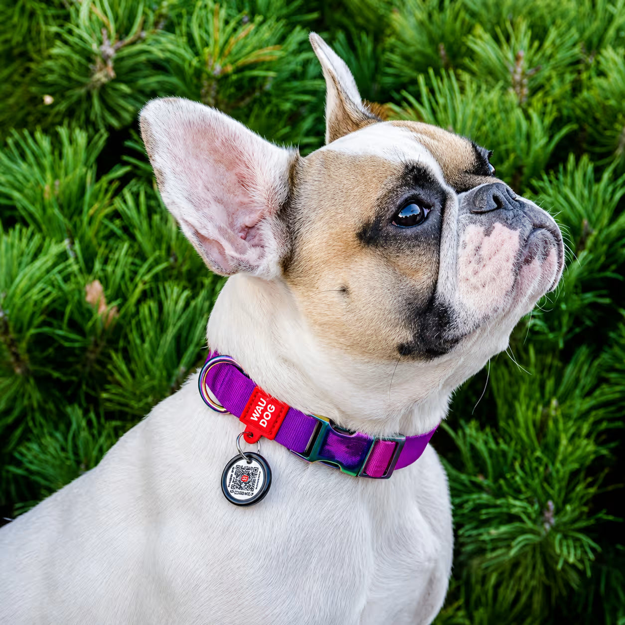 Gradient Recycled Nylon Dog Collar with QR Passport