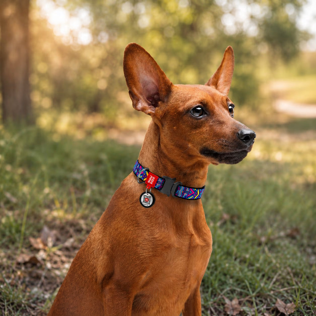 Nylon Dog Collar “Indie” with Smart QR Tag