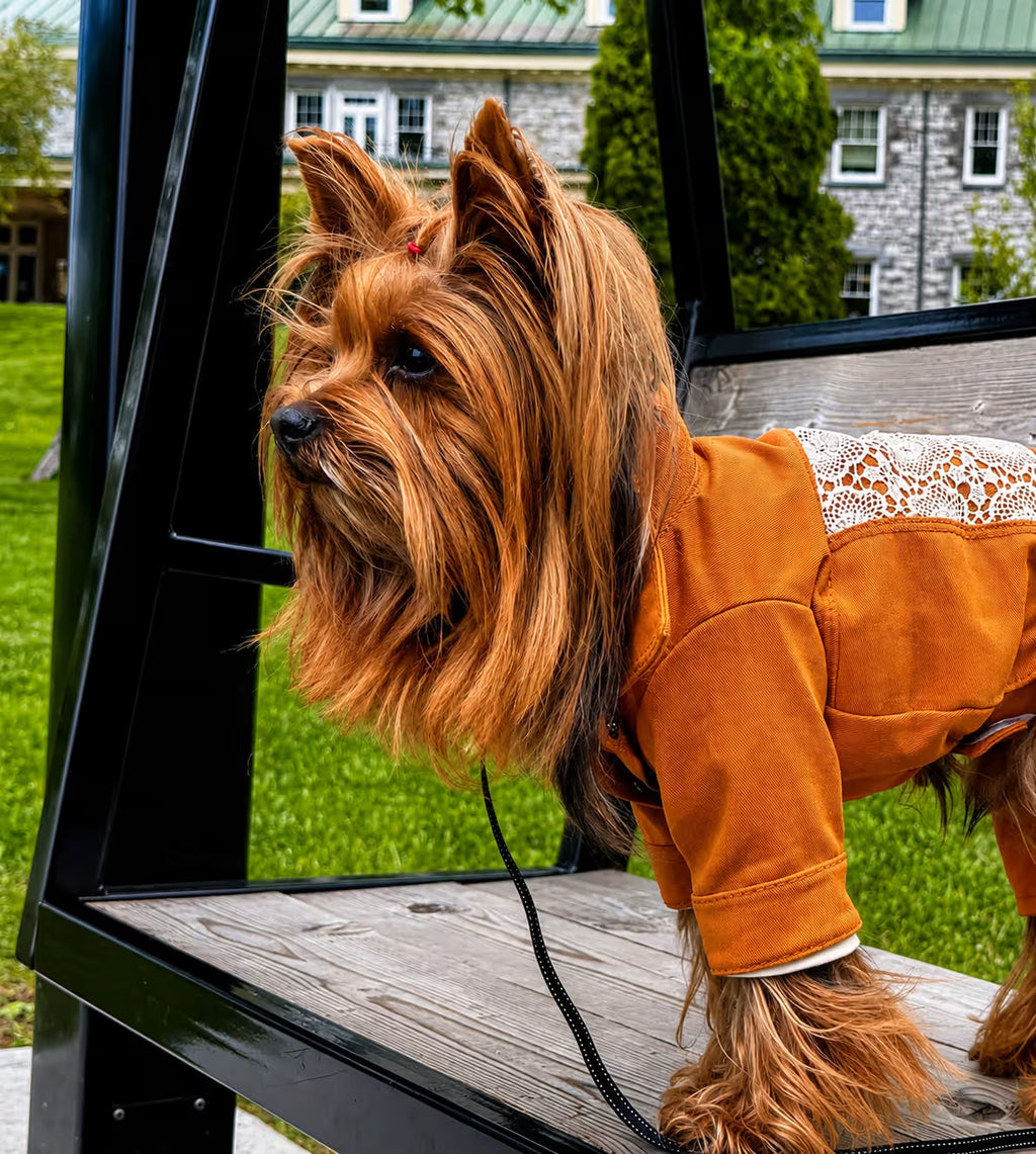 Designer Denim Dog Jacket & Pants Set with Lace