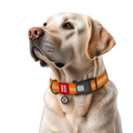 Collier de chien imperméable réfléchissant avec identification QR