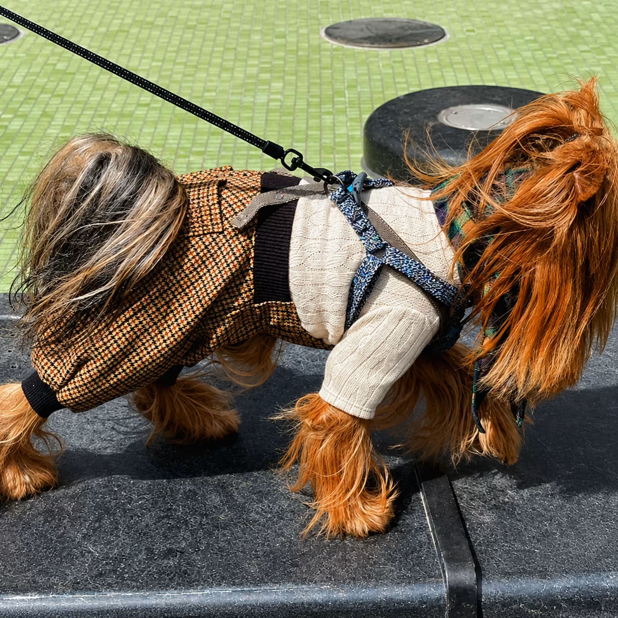 Eco Cotton Dog Harness - with Smart QR ID Tag