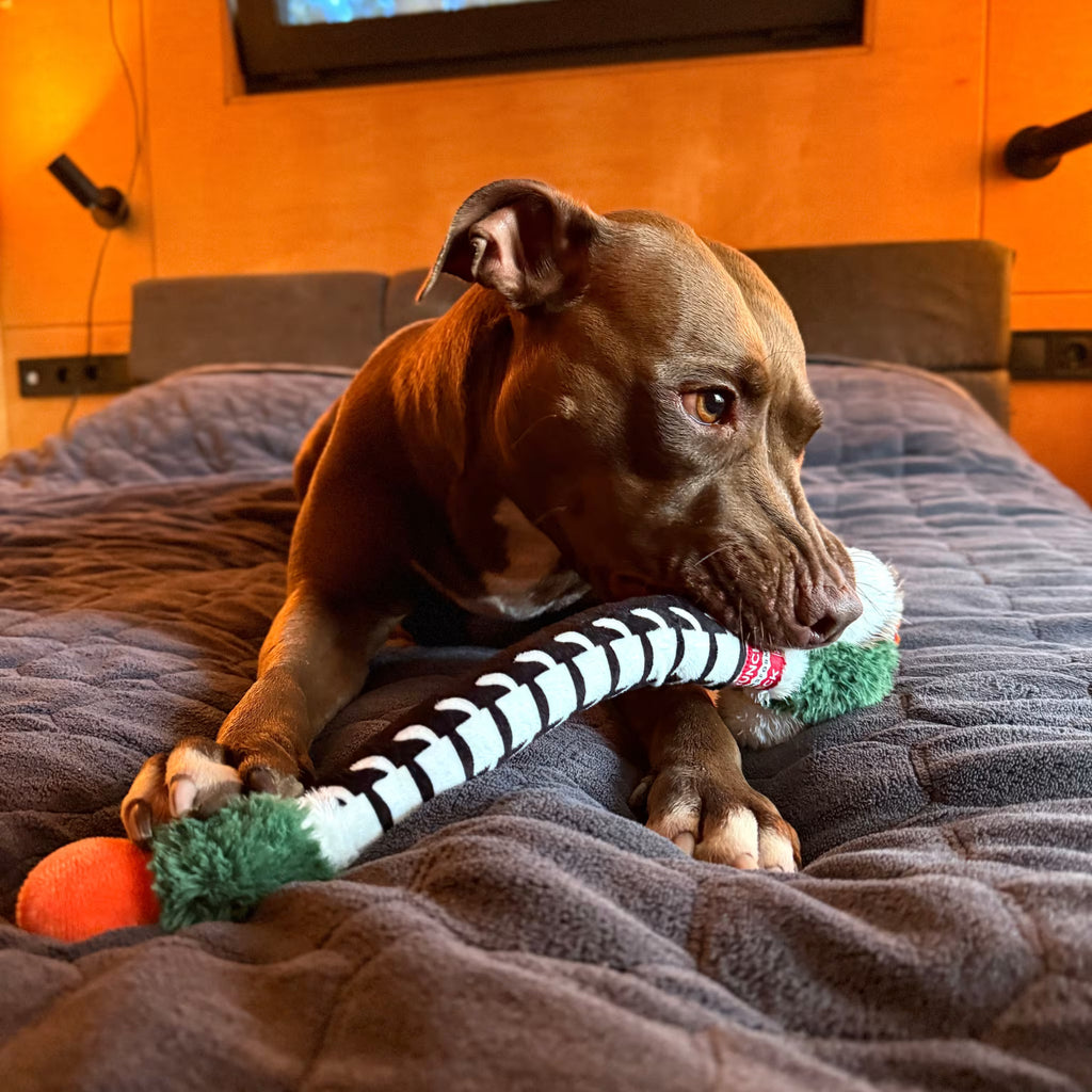 Crunchy Dog Toy - Interactive Play with Fun Crunch Sound
