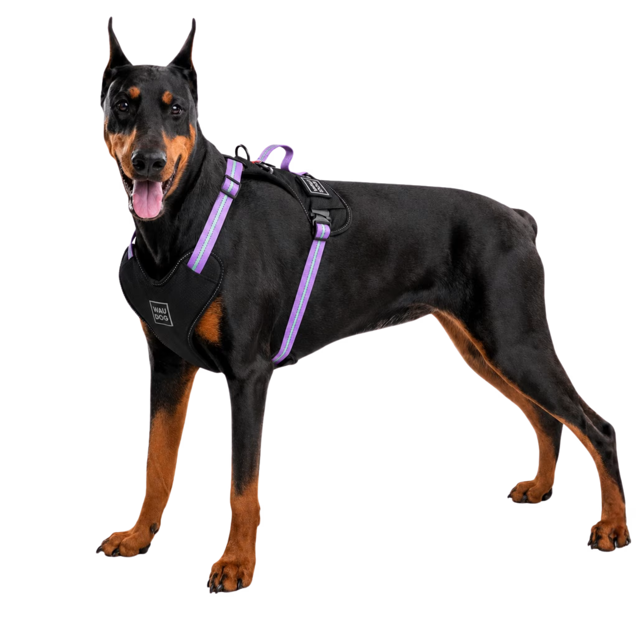Safe Ergonomic Dog Harness with QR ID Tag