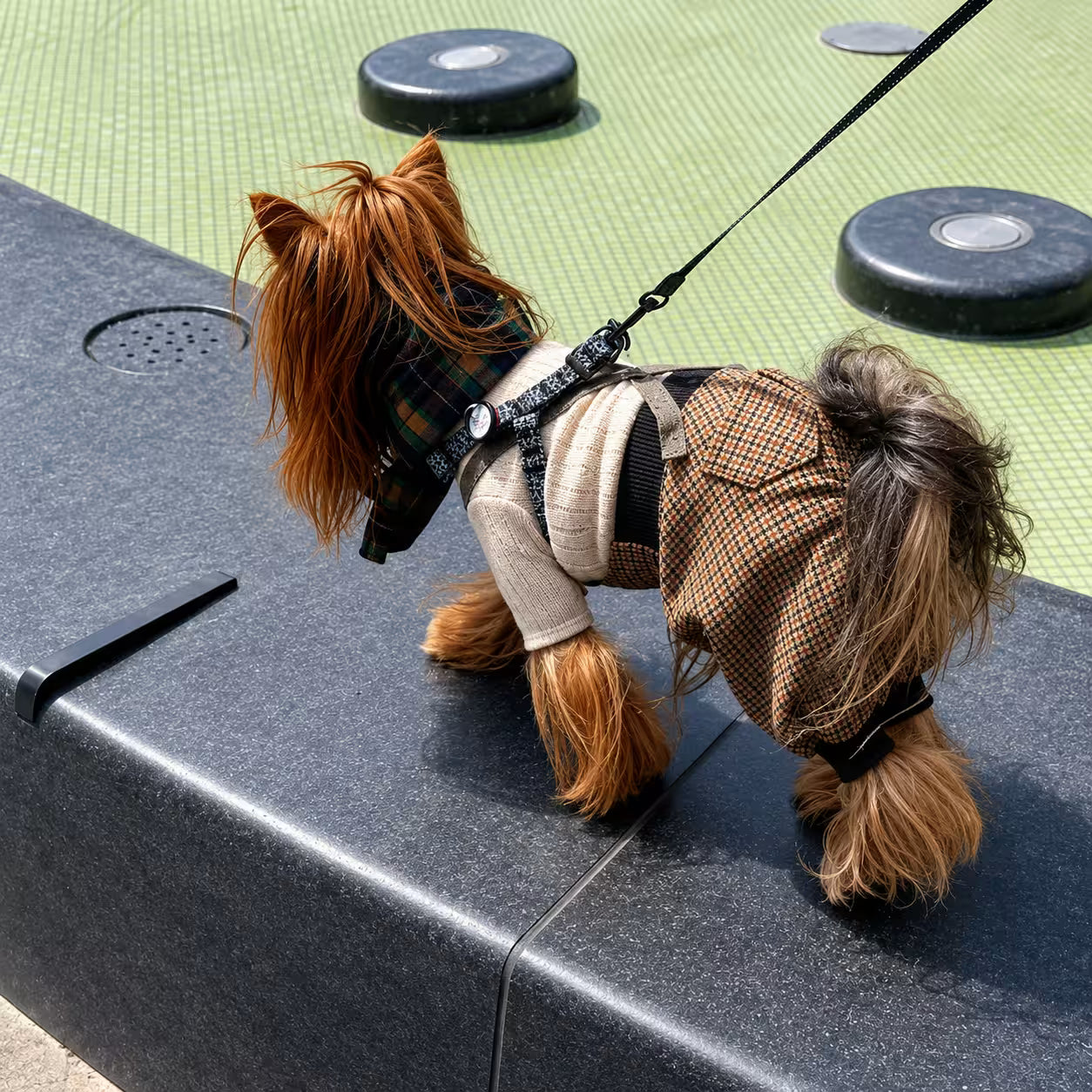 Scotsdog Wool Dog Pants