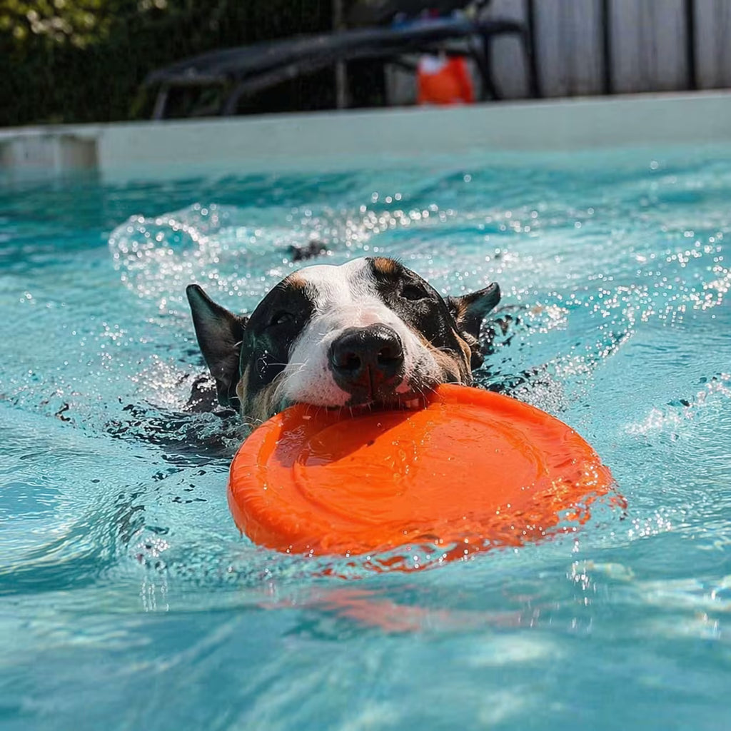 PitchDog Floating Flying Disc for Dogs