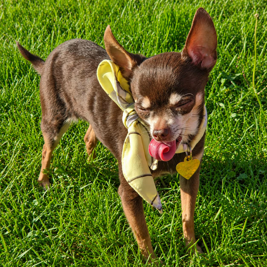 Designer Dog Bandana
