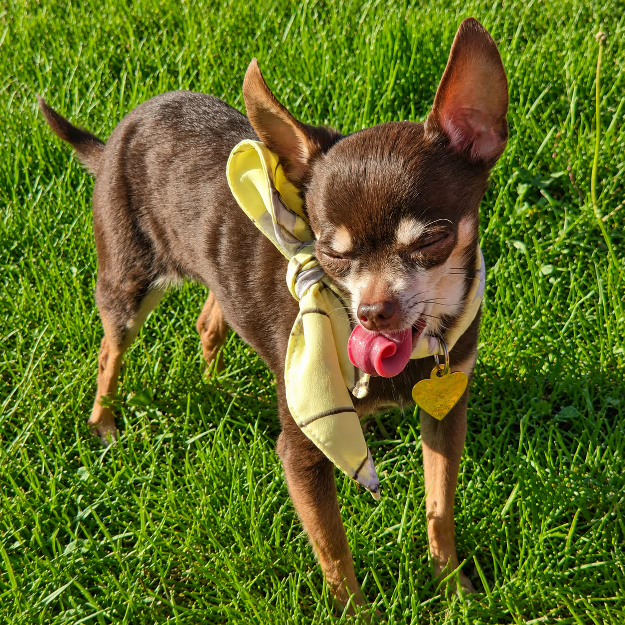 Designer Dog Bandana