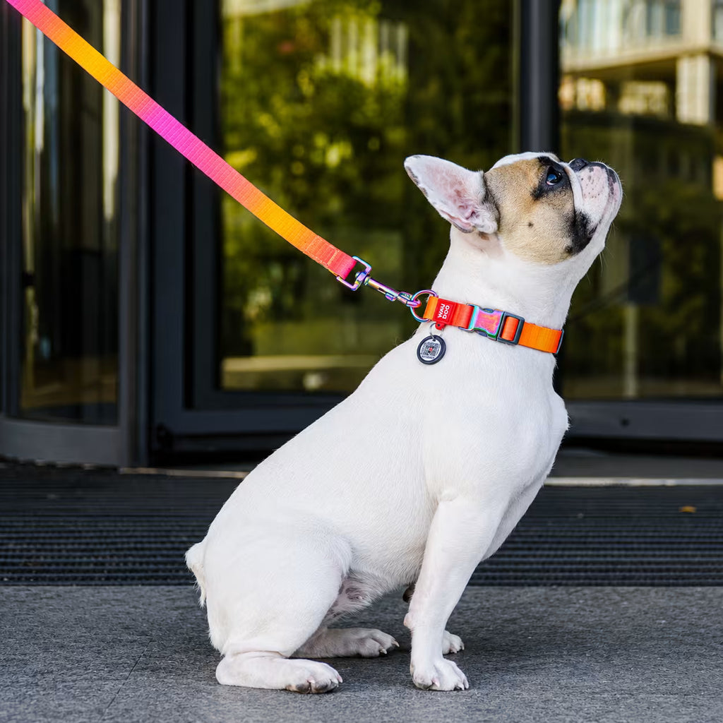 Gradient Recycled Nylon Dog Collar with QR Passport