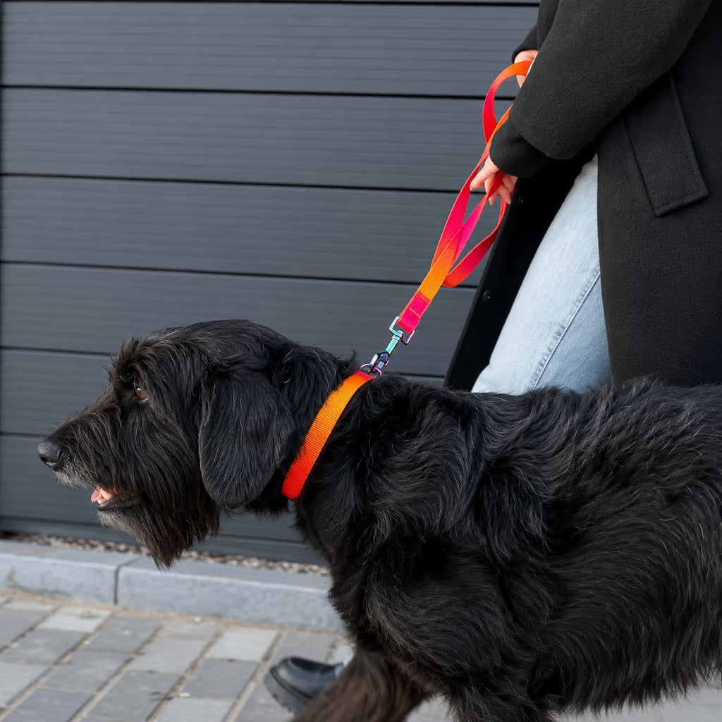 Gradient Eco Recycled Nylon Dog Leash
