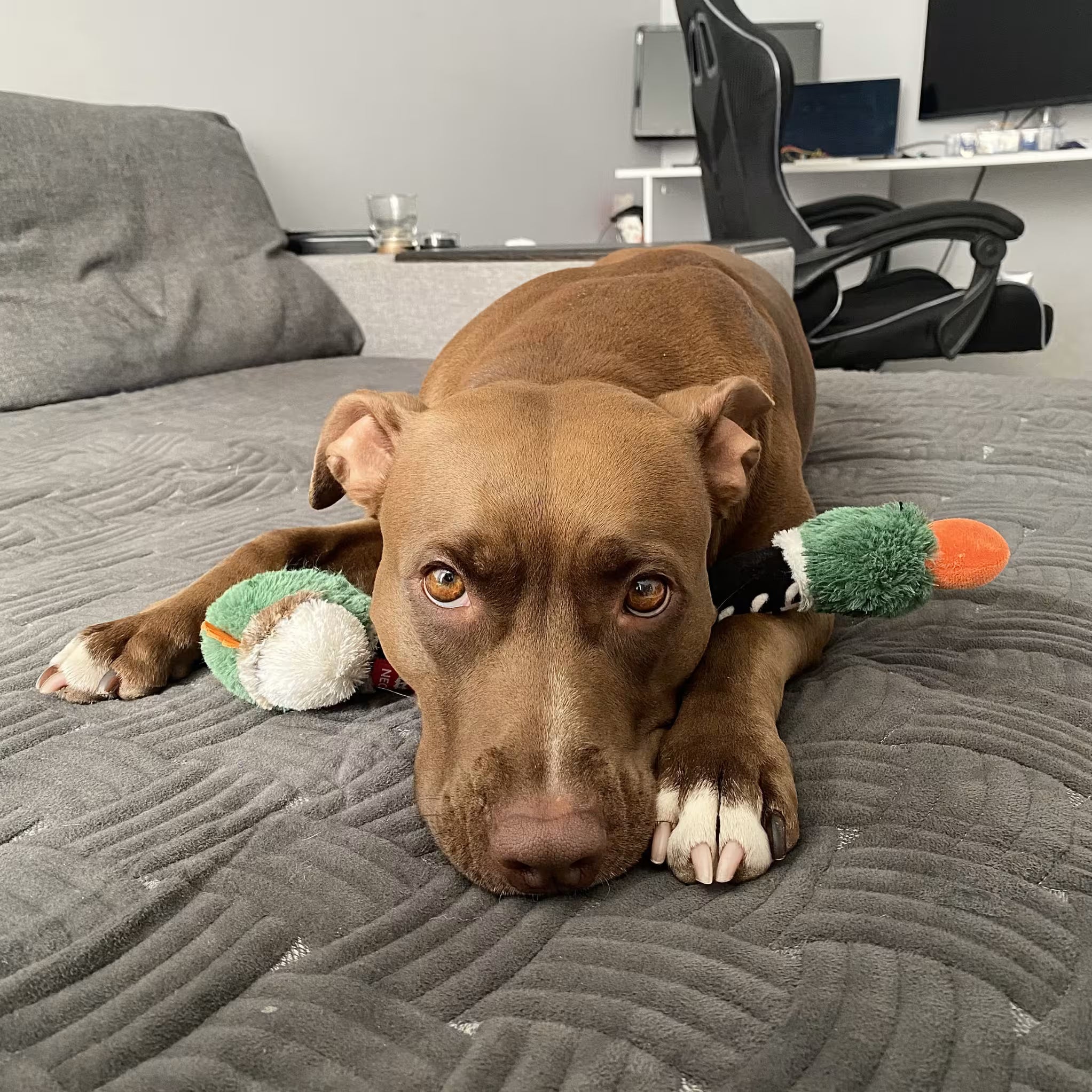 Crunchy Dog Toy - Interactive Play with Fun Crunch Sound