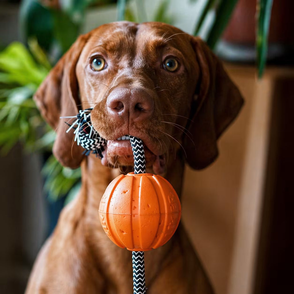 LIKER Cord – Dog Ball with Rope Toy