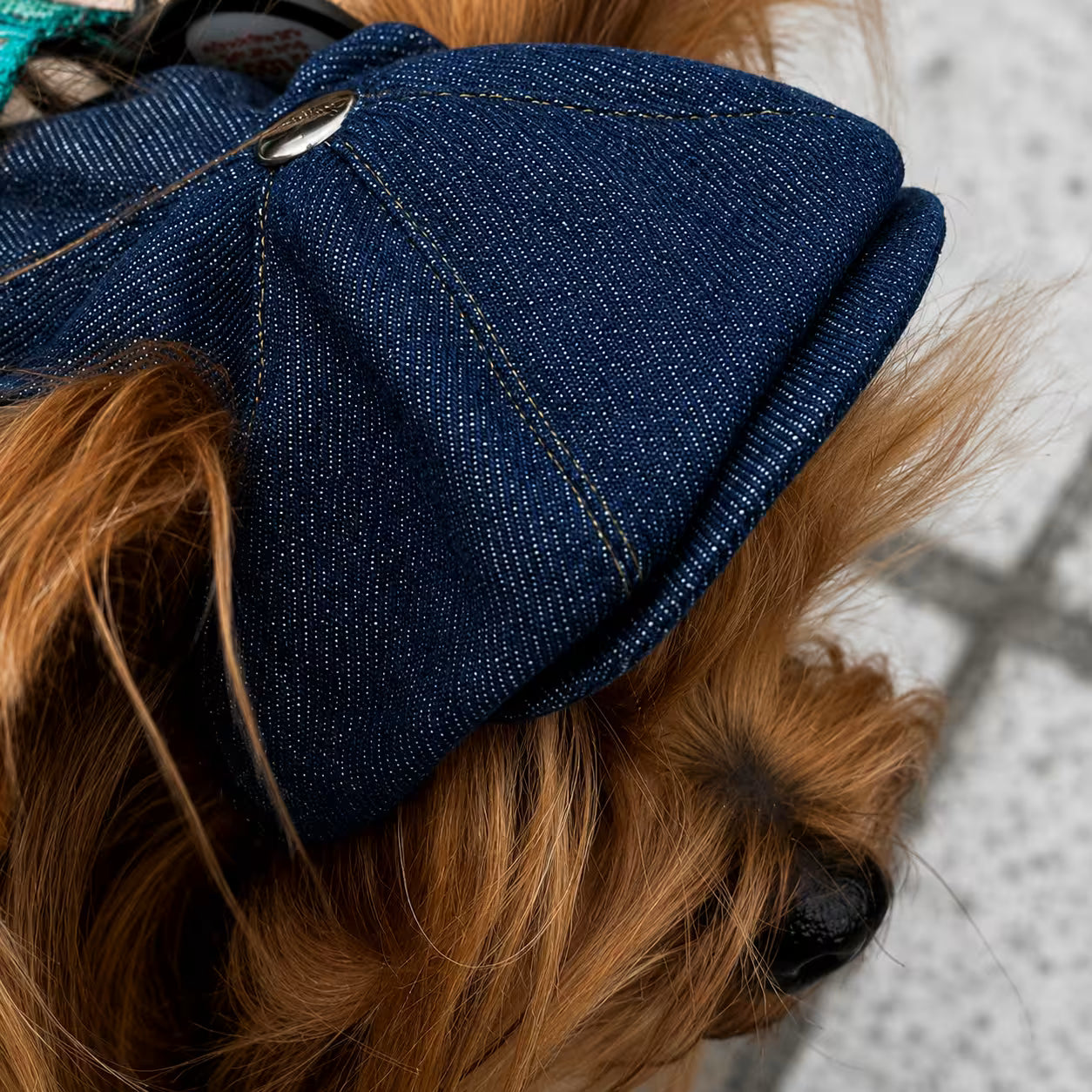 Jeans and Cap Denim Set for Small Dogs